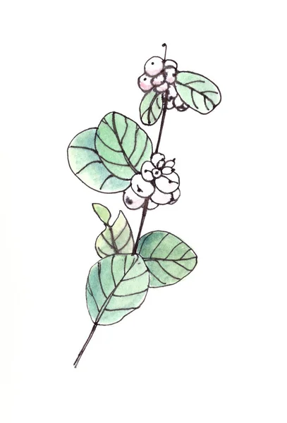 Aquarela Desenho Snowberry Symphoricarpos Ramo Com Frutas Folhas Esboço Botânico — Fotografia de Stock