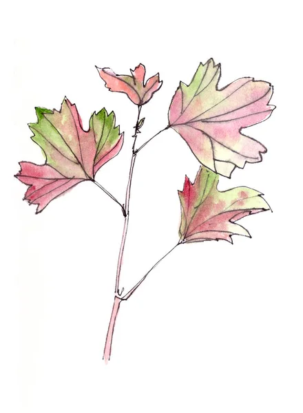 Aquareltekening Tak Met Bladeren Botanische Schets Hoge Kwaliteit Illustratie — Stockfoto