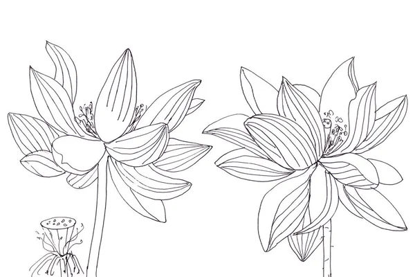 Цветок Болл Лотоса Графический Черно Белый Линейный Рисунок Высокое Качество — стоковое фото