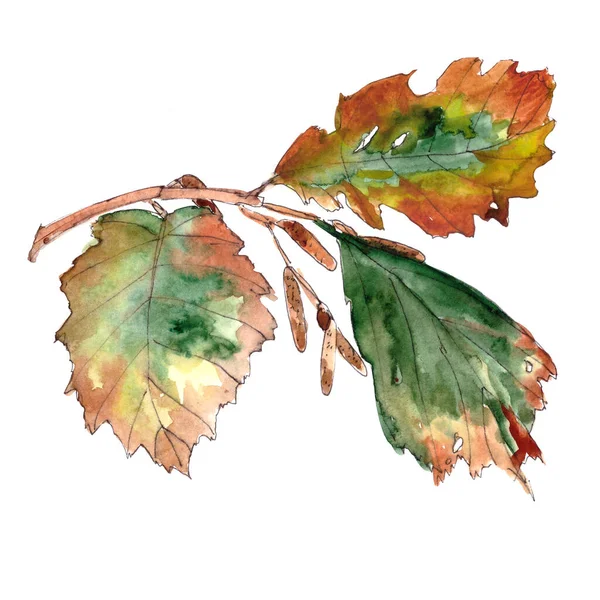 Hazelaar Tak Met Herfst Bladeren Oorbellen Aquarel Tekening Hoge Kwaliteit — Stockfoto