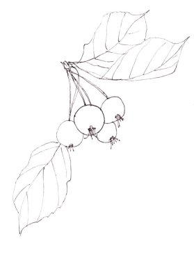 Elmalı ve doğrusal siyah beyaz çizimli dekoratif elma ağacı dalı. Yüksek kaliteli illüstrasyon