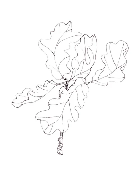 Ветка Дубовыми Листьями Линейного Черно Белого Рисунка Высокое Качество Иллюстрации — стоковое фото