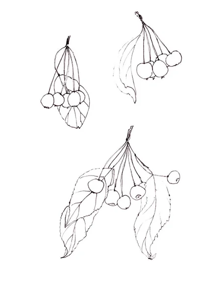 Elmalı ve doğrusal siyah beyaz çizimli dekoratif elma dalları seti — Stok fotoğraf