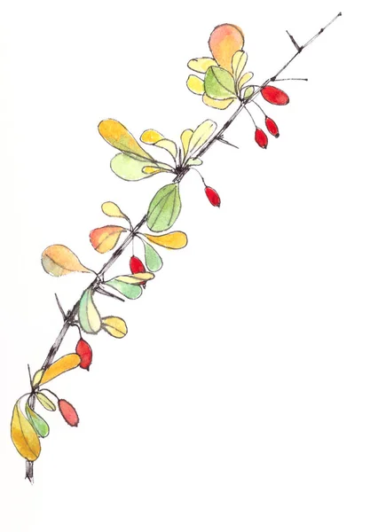Watercolor drawing Barberry branch with berries botanical sketch — Stock Photo, Image