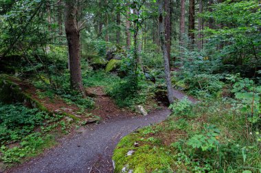 Avusturya 'da yeşil bir ormandaki çukur