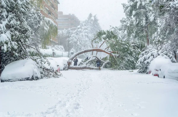 MADRID, SPAIN - 9 Ocak 2021: Madrid sokakları son 50 yılın en yoğun kar yağışı ile kaplandı, Fırtına Filomena sırasında