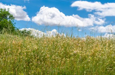 Bir tarlada yabani çiçeklerle ve bulutlu gökyüzüyle bahar manzarası