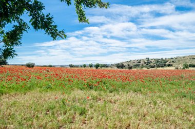 İspanya, Castilla La Mancha 'daki bir tarlada çiçek açan kırmızı gelinciklerle bahar manzarası