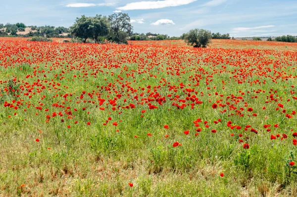 İspanya, Castilla La Mancha 'daki bir tarlada çiçek açan kırmızı gelinciklerle bahar manzarası