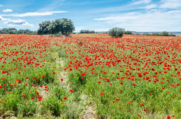 Весенний Пейзаж Цветущими Красными Маками Поле Кастилии Манча Испания — стоковое фото