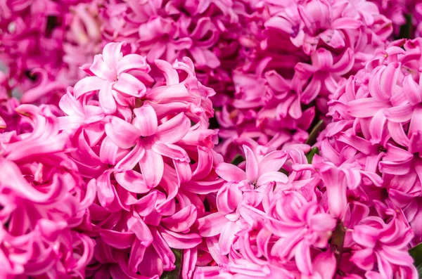 Flores Jacinto Coloridas Jardim Primavera — Fotografia de Stock
