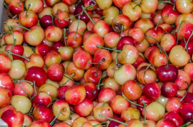 Marketteki bir meyve tezgahında olgun sarı yağmurlu kirazlar.