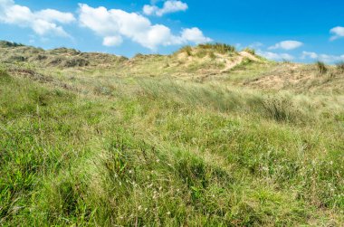 Liencres Kumulları Doğal Parkı, Cantabria, Kuzey İspanya 'daki tipik kum örtüsü bitkisi.