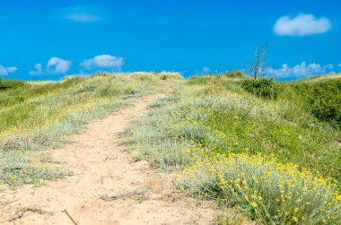 Liencres Kumulları Doğal Parkı, Cantabria, Kuzey İspanya 'daki tipik kum örtüsü bitkisi.