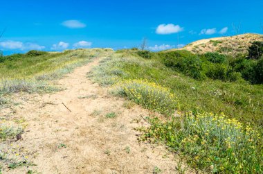 Liencres Kumulları Doğal Parkı, Cantabria, Kuzey İspanya 'daki tipik kum örtüsü bitkisi.