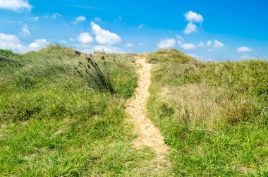 Liencres Kumulları Doğal Parkı, Cantabria, Kuzey İspanya 'daki tipik kum örtüsü bitkisi.