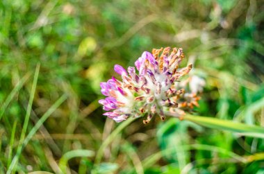 Liencres Kumulları Doğal Parkı, Cantabria, Kuzey İspanya 'daki tipik kum örtüsü bitkisi.