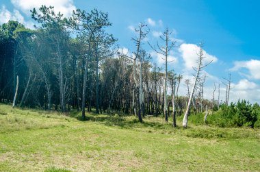 Kuzey İspanya, Cantabria 'daki Liencres Kumulları Doğal Parkı' nda deniz çamları.