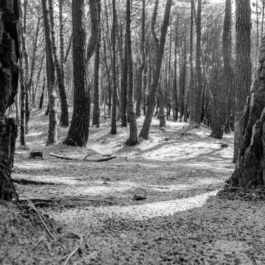 Kuzey İspanya, Cantabria 'daki Liencres Dunes Doğal Parkı' nda deniz çamları. Siyah ve beyaz resim