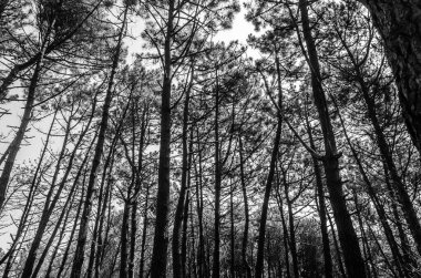 Kuzey İspanya, Cantabria 'daki Liencres Dunes Doğal Parkı' nda deniz çamları. Siyah ve beyaz resim