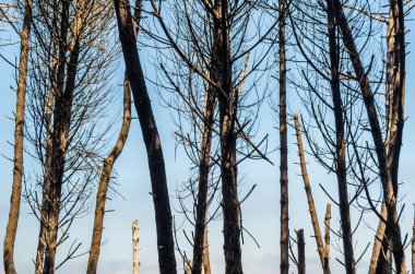 Kuzey İspanya, Cantabria 'daki Liencres Kumulları Doğal Parkı' nda deniz çamları.