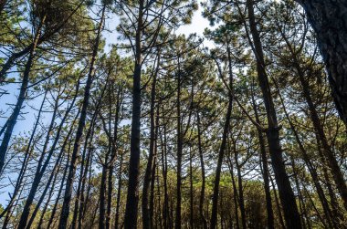 Kuzey İspanya, Cantabria 'daki Liencres Kumulları Doğal Parkı' nda deniz çamları.
