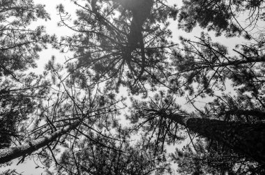 Kuzey İspanya, Cantabria 'daki Liencres Dunes Doğal Parkı' nda deniz çamları. Siyah ve beyaz resim