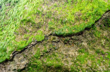 Cantabria 'nın kayalık sahillerindeki deniz salyangozları ve deniz yosunlarıyla kayaların detayları.