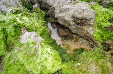 Cantabria 'nın kayalık sahillerindeki deniz salyangozları ve deniz yosunlarıyla kayaların detayları.
