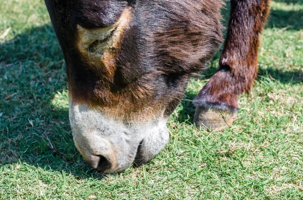 Portret Van Een Ezel Grazend Een Boerderij — Stockfoto