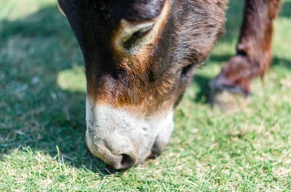 Portret Van Een Ezel Grazend Een Boerderij — Stockfoto