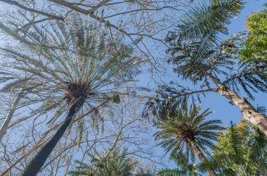 Malaga Park, Endülüs, Güney İspanya 'da palmiye ağaçları ve tropik bitkiler