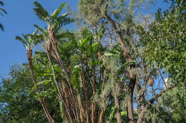 Malaga Park, Endülüs, Güney İspanya 'da palmiye ağaçları ve tropik bitkiler