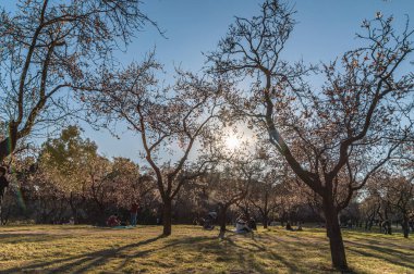 MADRID, İspanya - 4 Mart 2023 İnsanlar güneşli bir bahar gününün tadını çıkarıyor ve İspanya 'nın Madrid kentindeki Quinta de los Molinos Parkı' ndaki badem ağacı çiçeklerini ziyaret ediyorlar.