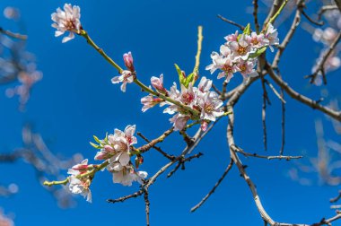 Badem ağaçları baharda Madrid, İspanya 'daki Quinta de los Molinos Parkı' nda çiçek açıyor