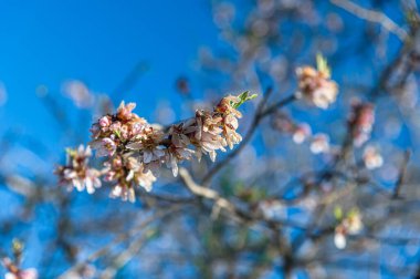 Badem ağaçları baharda Madrid, İspanya 'daki Quinta de los Molinos Parkı' nda çiçek açıyor