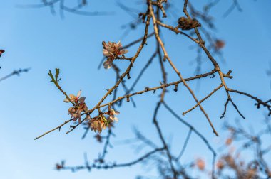 Badem ağaçları baharda Madrid, İspanya 'daki Quinta de los Molinos Parkı' nda çiçek açıyor
