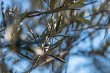 Parktaki zeytin dallarının ayrıntıları