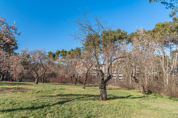 MADRID, İspanya - 4 Mart 2023 İnsanlar güneşli bir bahar gününün tadını çıkarıyor ve İspanya 'nın Madrid kentindeki Quinta de los Molinos Parkı' ndaki badem ağacı çiçeklerini ziyaret ediyorlar.