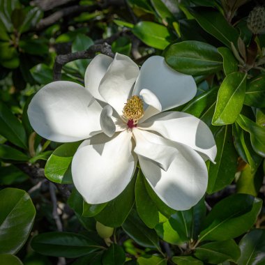 Beyaz bir Magnolia görkemli çiçeğinin bir ağaca yakın çekimi.