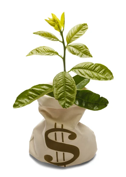 Árbol de dinero — Foto de Stock