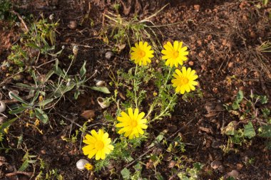 Sarı yetişmiş karahindibalar toprakta..