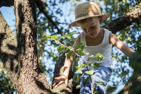 Kleine jongen met stro hoed klimmen een boom — Stockfoto