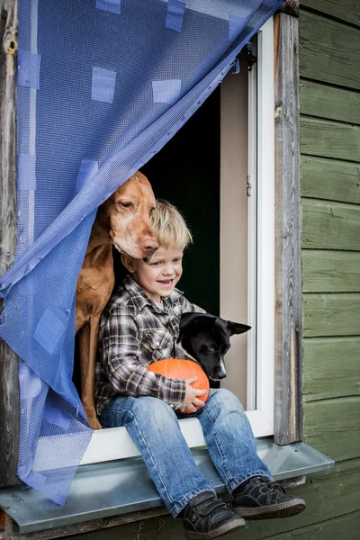 Schöner blonder Junge sitzt auf Fensterbank mit zwei Hunden und hält Kürbis — Stockfoto