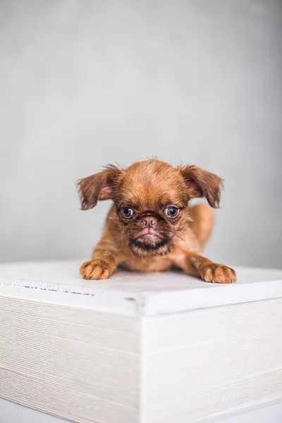 Милый маленький щенок на белой коробке — стоковое фото
