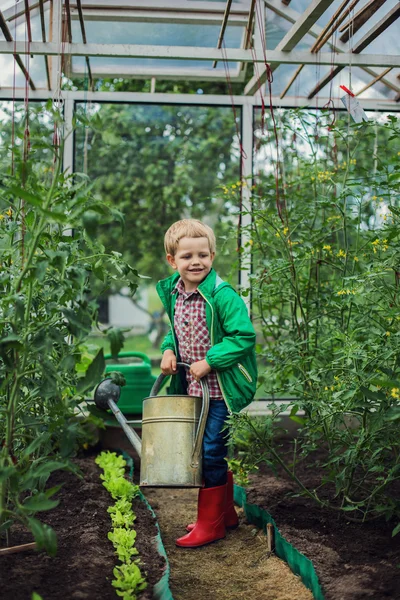 Criança em Greenhouse. Jardim. Produtos hortícolas — Fotografia de Stock