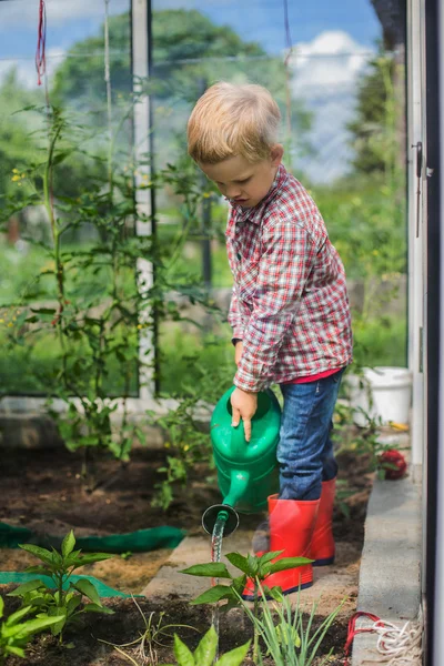 Lindo niño regando verduras con regadera. Jardín. Invernadero — Foto de Stock