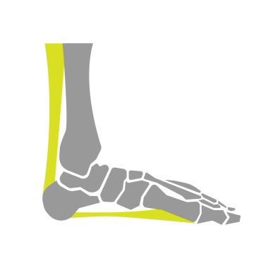 Flat Icon of Foot Bones on White Background