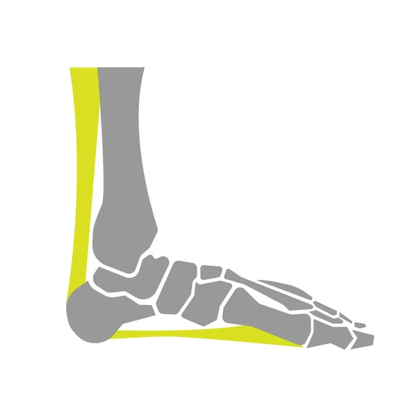 Flat Icon of Foot Bones on White Background — ストックベクタ