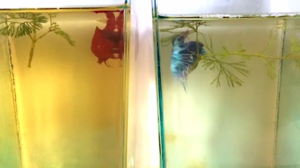 Betta peces luchando — Vídeo de stock